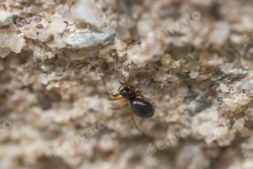 Preview: Macro shot of a spider on brown background