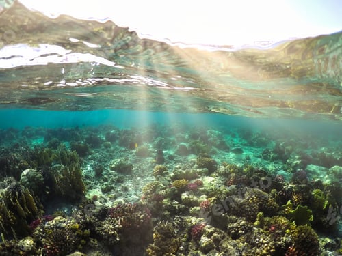 Preview: Wonderful and beautiful underwater world with corals and tropical fish