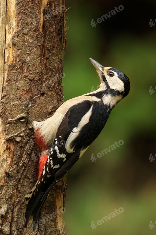 Preview: Great spotted woodpecker on tree trunk.