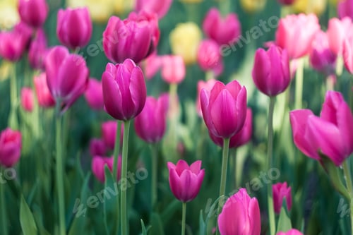 Preview: Dreamy pink tulips in spring garden, soft focus floral background with bokeh, romantic