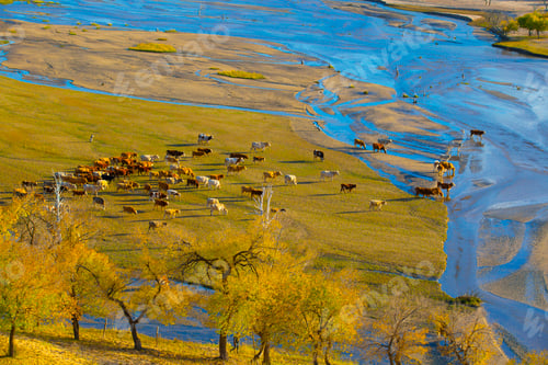 Preview: Cattle on grassland