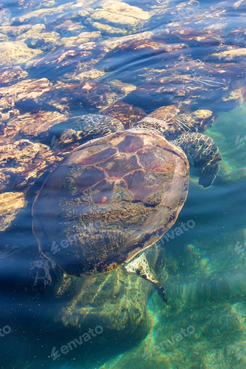 Preview: Beautiful sea turtle on surface