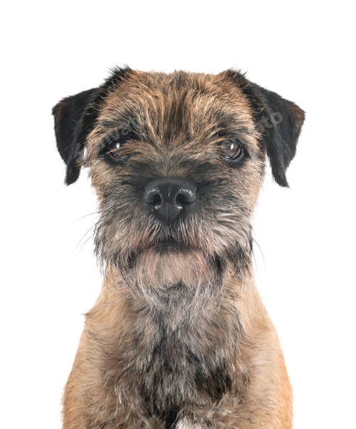 Preview: young border terrier