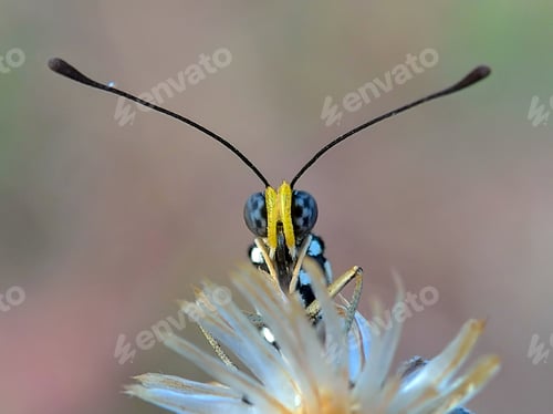 Preview: Face to face with butterfly
