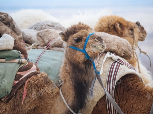 Preview: Caravan of camels taking rest