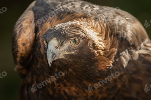 Preview: Golden Eagle