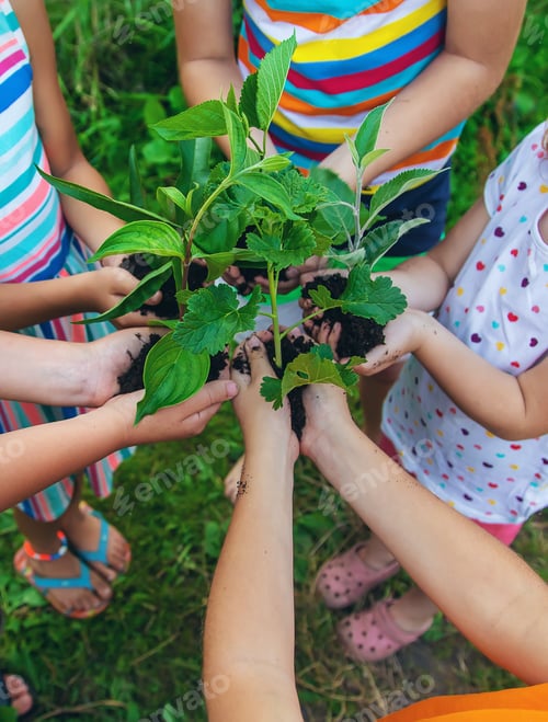 Preview: Children watch plant trees, hold in their hands. Selective focus.