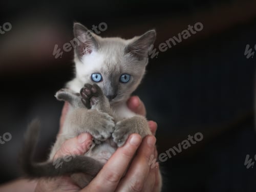 Preview: Siamese Kitten Gently Held in Hands