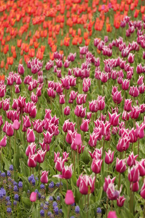 Preview: Tulip Garden