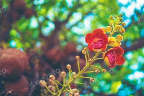 Preview: colorful flower on tropical tree in Thailand, natural scene in Asia