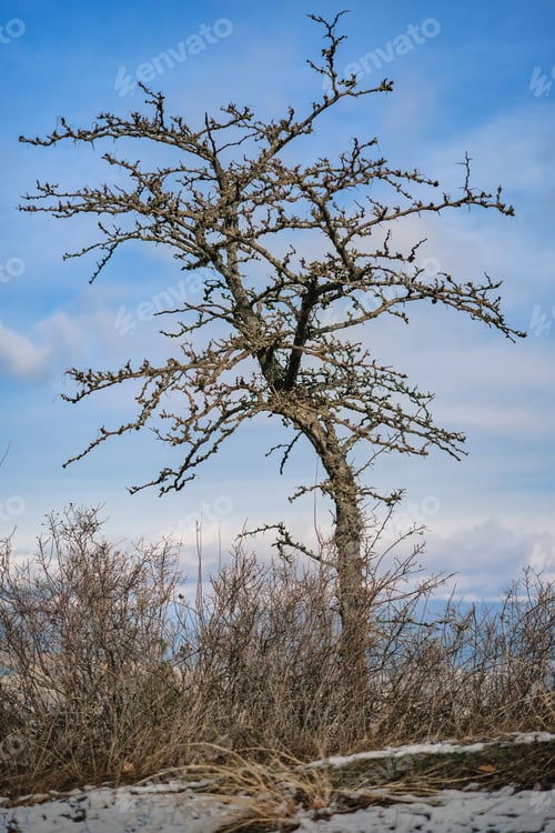 Preview: Tree on a slope against a background of a winter blue sky