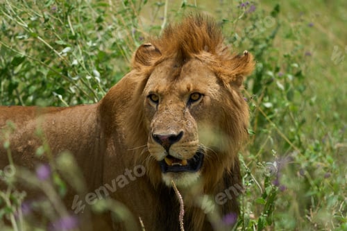 Preview: Lion leaning on the sun in the savannah