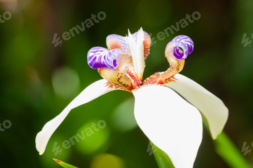 Preview: Selective focus shot of blooming Walking Iris flowers in the garden