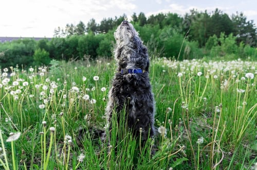 Preview: dog with white beard looks up and is about to sneeze while sitting on lawn among fluffy dandelions