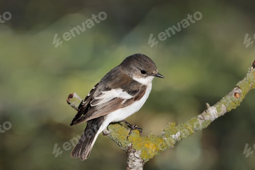 Preview: Female Pied flycatcher Ficedula hypoleuca, Malta, Mediterranean
