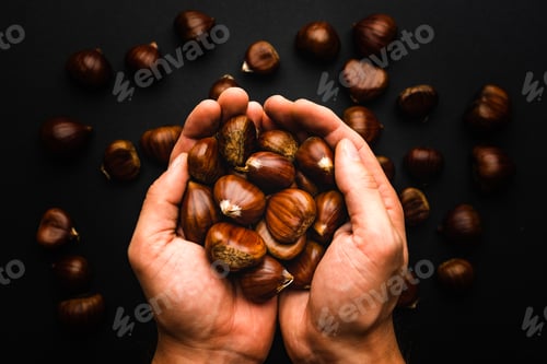 Preview: Ripe chestnuts in hands close up. Raw Chestnuts for Christmas. Fresh sweet chestnut.