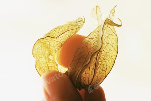 Preview: Beautiful macro close-up of a orange tasty fruit
