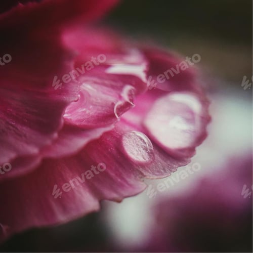 Preview: Pink Flower Petals with Water Droplets