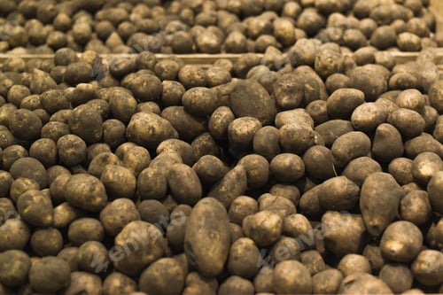 Preview: Pile of raw fresh dirty potatoes indoors. Close-up, selective focus