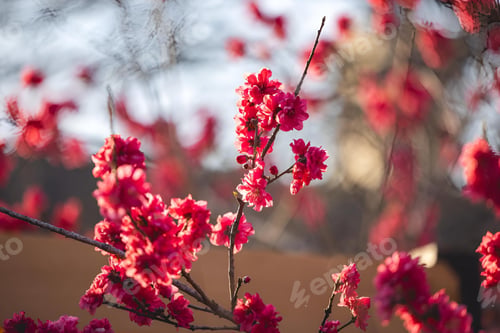 Preview: Red flowers blooming on a tree