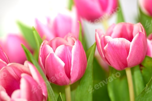 Preview: Red tulips