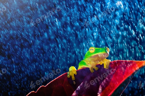 Preview: Small green tree frog sitting on red leaf in rain