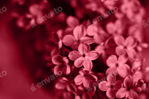 Preview: Beautiful lilac flowers. Spring blossom.