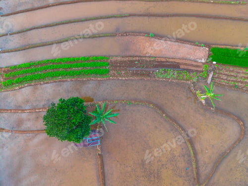 Preview: Aerial view of Indonesia's lush rice fields with majestic mountain