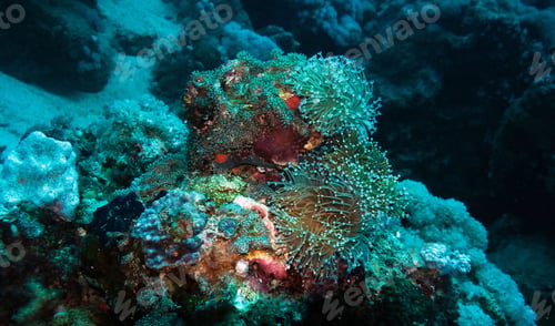 Preview: Picturesque underwater world with coral reefs
