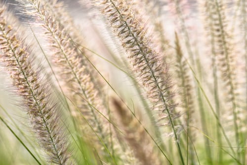 Preview: Sunlight on tall foxtail grass