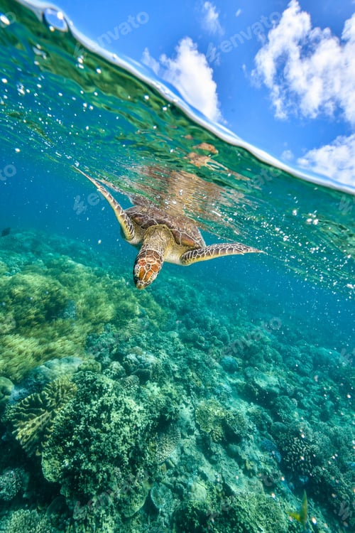 Preview: green turtle in the great barrier reef