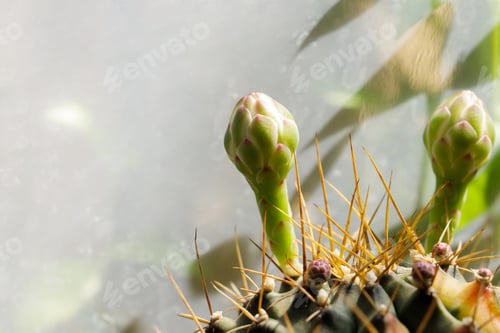 Preview: Blooming Cactus with Spines in Soft Sunlight