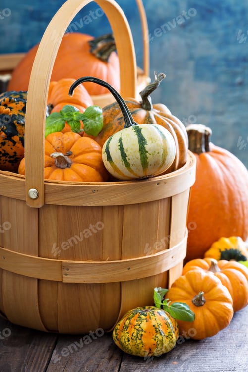 Preview: Variety of colorful decorative pumpkins in a basket