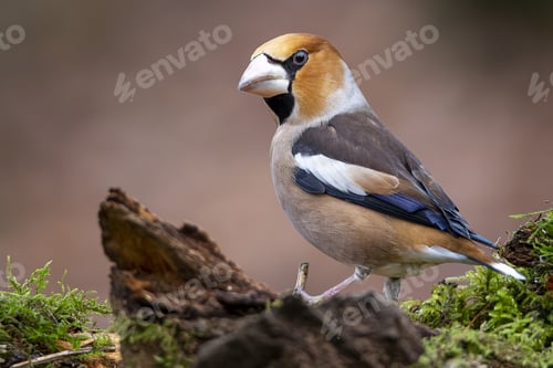 Preview: Closeup shot of a male hawfinch sitting on a branch with a blurry background