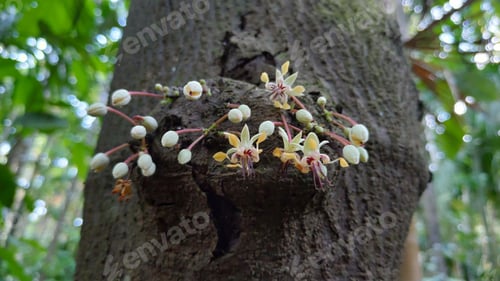 Preview: Flowers on a tree trunk in a green forest