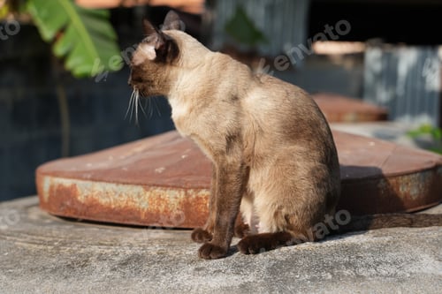 Preview: Siamese cat