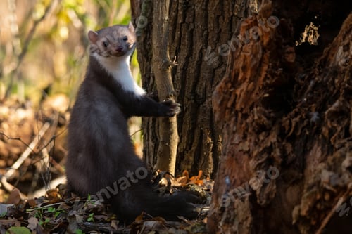 Preview: Beech marten or Martes foina also known as stone marten or white-breasted marten