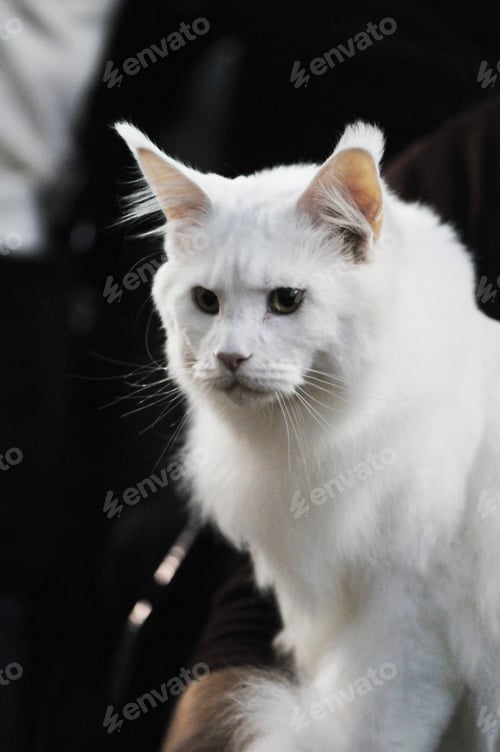 Portrait of a White Long Haired Cat