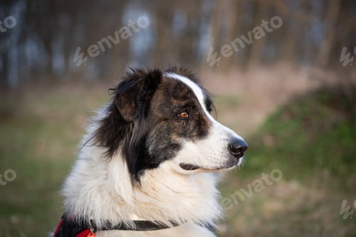 Preview: cute white dog portrait