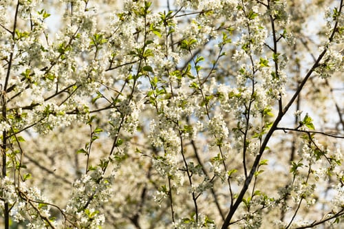 Preview: Branches with blooming white flowers of a fruit tree in an orchard