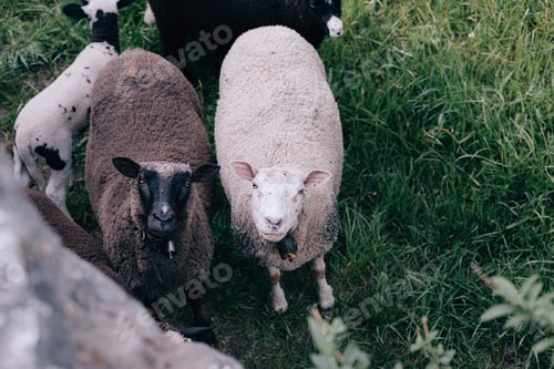 Preview: Two mature adult sheep looking up into the camera