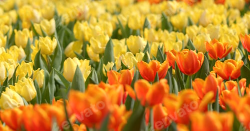 Preview: Beautiful Pink tulip field