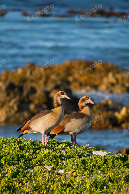 Preview: Egyptian Goose, Walker Bay Nature Reserve, South Africa
