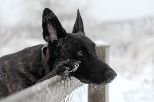Preview: Dutch Shepherd Dog Close-up Portrait In Snow