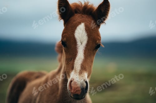 Preview: Close-up of a little horse in nature looking curiously at the camera.