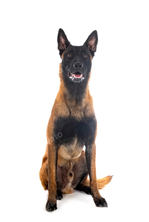 Preview: malinois in studio