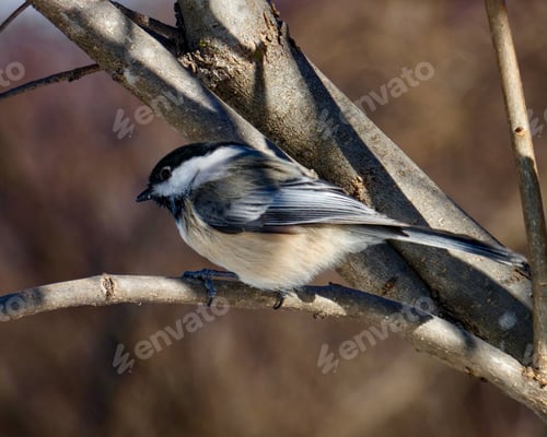 Preview: Chickadee
