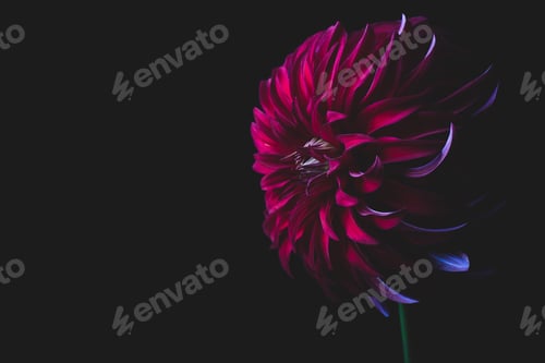 Preview: Red Rooster Dahlia