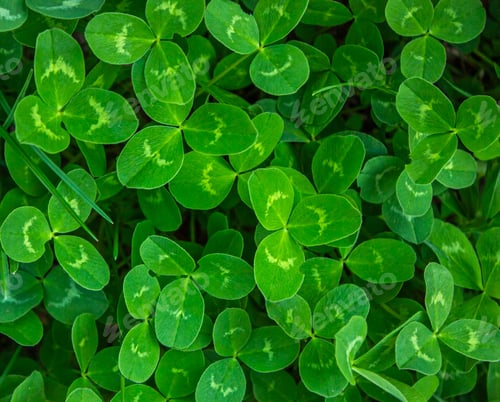 Preview: Fresh Green Three-Leaf Clover Background for St. Patrick's Day.