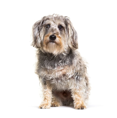 Preview: Mixed-breed dog, sitting in front of white background